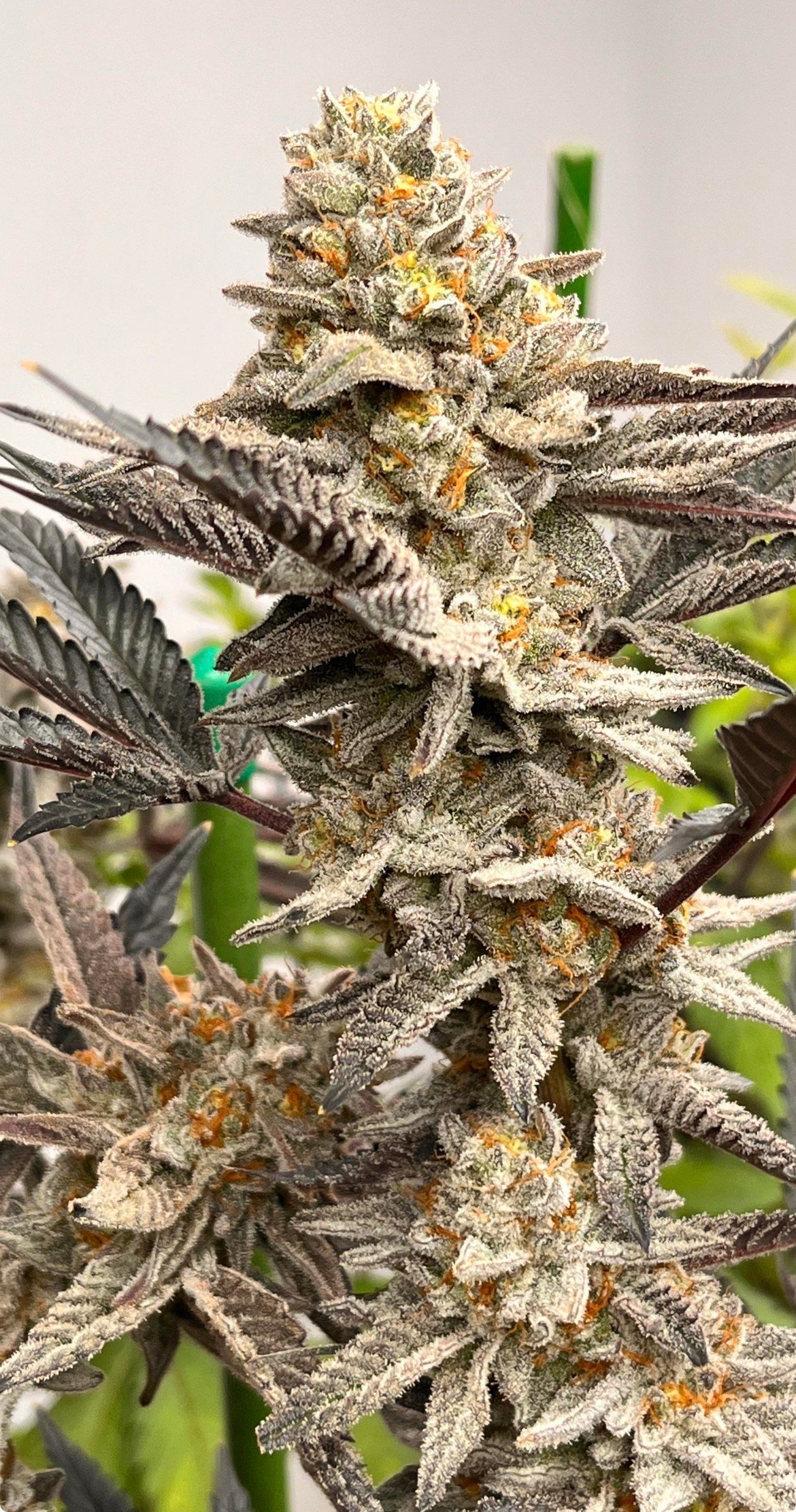 Gary Payton x jelousy - Image 3