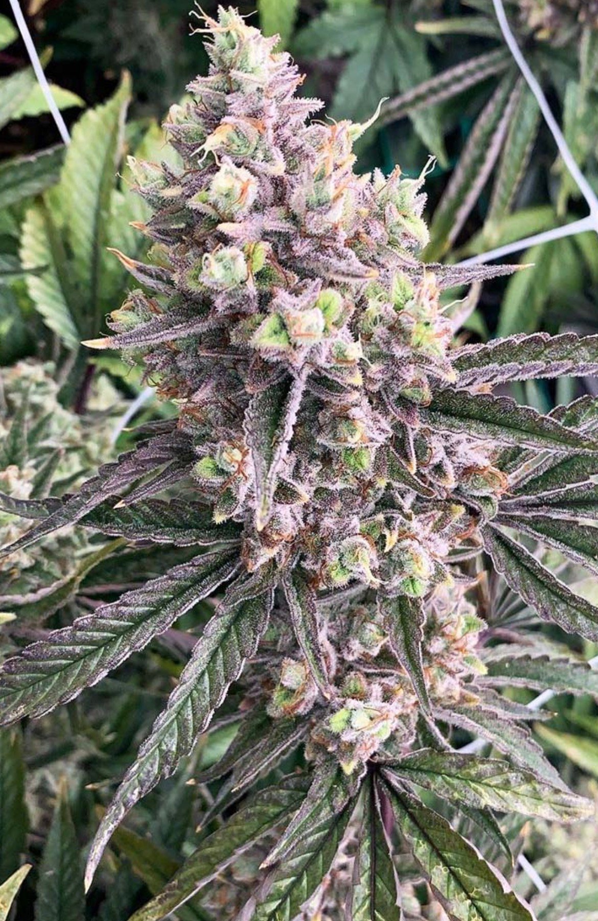 TAHOE OG GLUE - Image 2